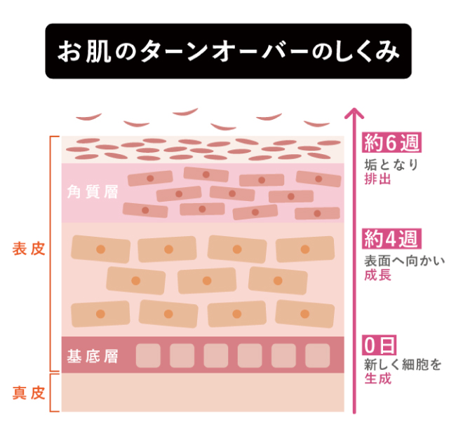 ターンオーバーのしくみ