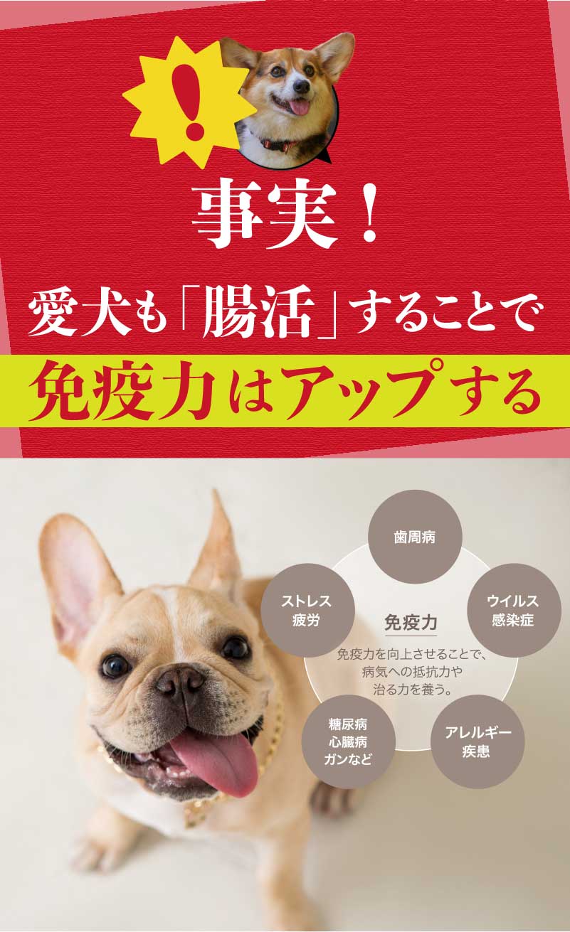 事実!愛犬も「腸活」することで免疫力はアップする